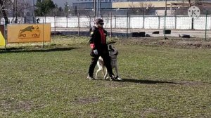 Лабрадор ретривер Рем, занятия по послушанию, отработка высыла с укладкой, клуб DogWin.