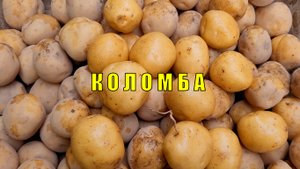 Сорт картофеля Коломба.