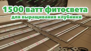 Освещение для клубники 1500W | Фитолампы для клубничной ситифермы