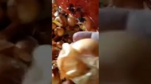 Репка лука Штутгартер Ризен. Сроки и условия хранения.