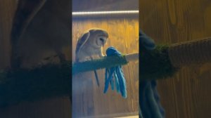 Совиный дом ВДНХ