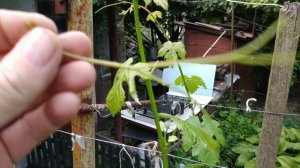 Удаляю усы на виноградной лозе во время...