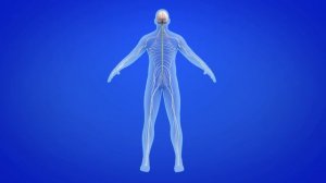 Human body organ systems for kids - Compilation