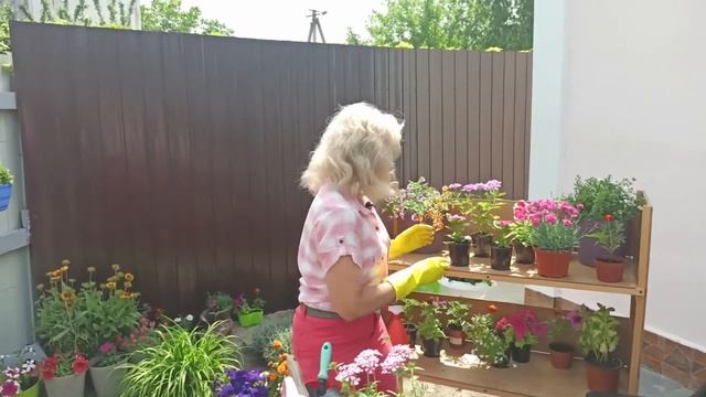 Як правильно садити квіти \ ВЕРБЕНА - посадка і догляд смотреть онлайн