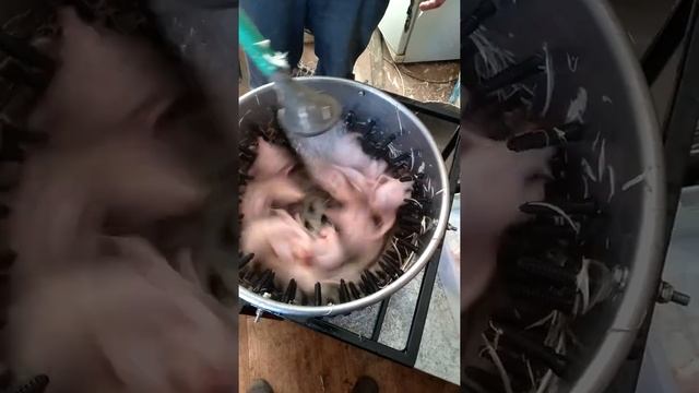 машина для снятия пера с перепела, голубя, фазана. смотреть онлайн