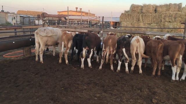 #откорм#быки#катори#идут#на#эксперт#на#таджикистан#касобхоиекатеринбург+79220355557 смотреть онлайн