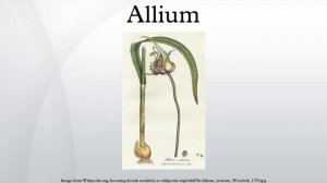 Allium