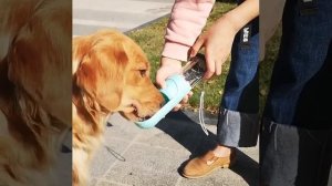 Бутылка-поилка для собак