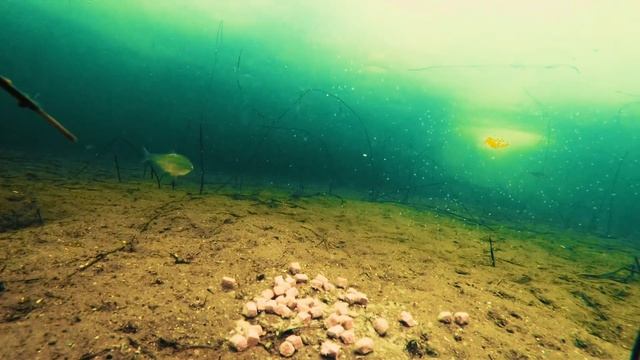 Реакция рыбы на СОБАЧИЙ КОРМ и Дрожжи!!! Подводная съемка | Зимняя рыбалка 2018 Щука, плотва, окунь смотреть онлайн