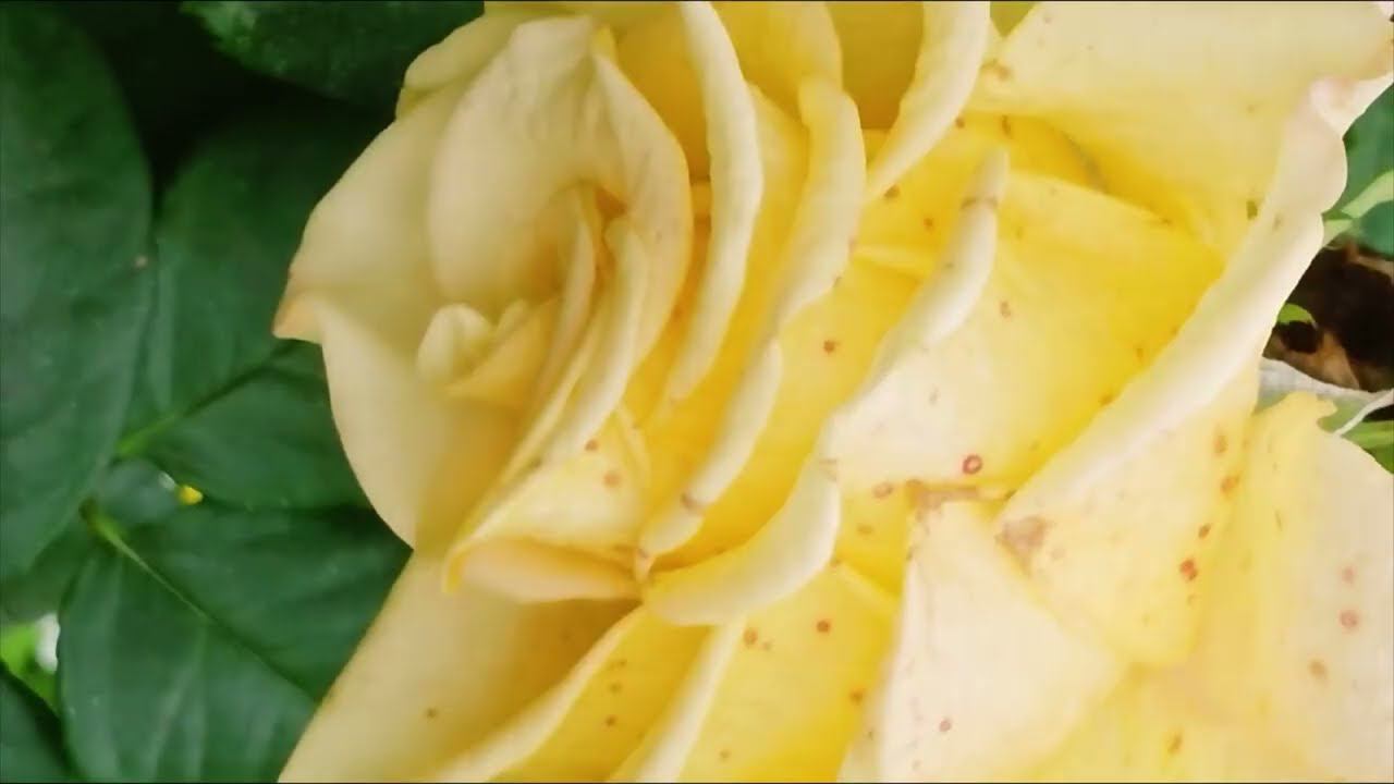 flowers      цветы привет сентября