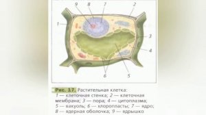 Краткий пересказ §3 Клеточное строение растений. Свойства клетки. Биология 6 класс Пономарева