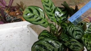 Review Calathea Mini Ctenanthe Burle Marxii. Prayer Plant