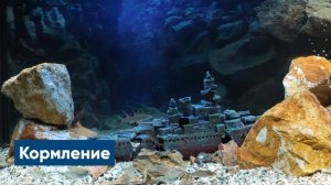 Акулий балу – мини-акула в вашем аквариуме!