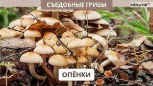 Грибы. Правила сбора грибов