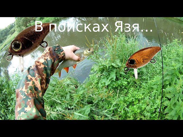 В поисках пассивного язя