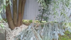 Как обрезать гортензию правильно? Результат виден только летом в разгар цветения.