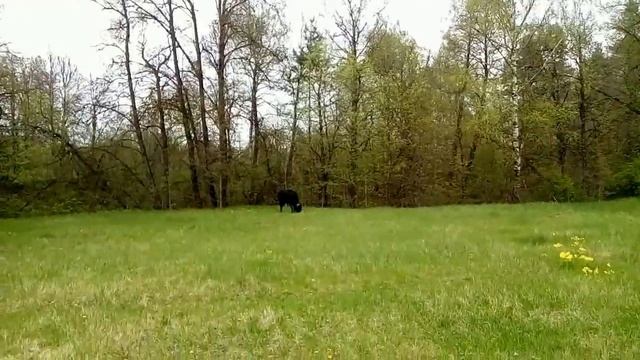 всех с праздником победы! смотреть онлайн