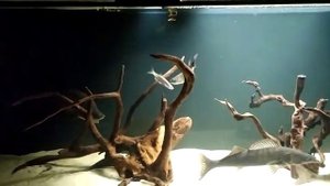 Судачок (грамм на 700) атакует уклейку.