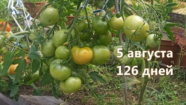 Томат Аляска. Добротный домашний помидор!