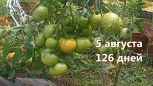 Томат Аляска. Добротный домашний помидор!