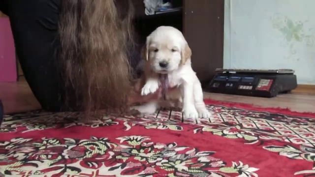 Золотистый ретривер  Golden Retriever