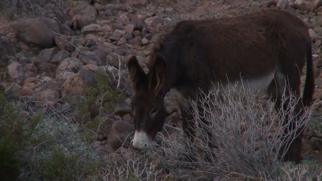 Last Stronghold of the Wild Burros смотреть онлайн