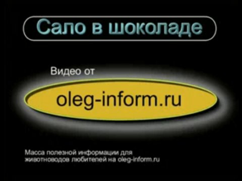 Сало в шоколаде (видео рецепт) от oleg-inform.ru