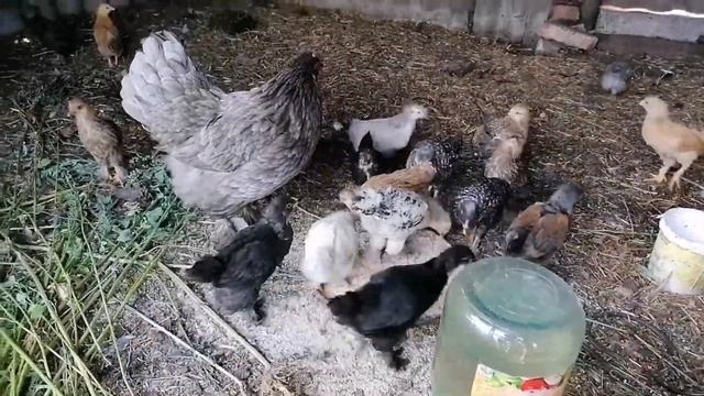 ЦЫПЛЯТА И КВОЧКА / Как растут цыплята? / От суточных цыплят до двухмесячных / Цыплята помесь брамой