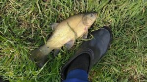 Зачётный линь на донку на пенопласт с чесноком! Один из прудов Пермского района.