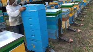 Шестирамочник и 12-ти рамочник, сравнение ульев. Результат на конец июля