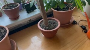 Уход и цветение кактуса Cereus