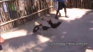Петушиные бои.Филиппины