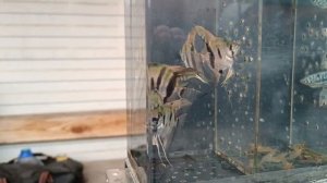 ВОРОНЕЖ  ЮГО -ЗАПАДНЫЙ ПТИЧИЙ РЫНОК.