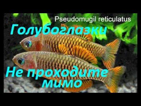 Необычное, но популярное. Серия 2 - Голубоглазки. (Архив от 26.11.2021)