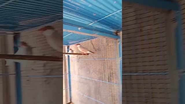 new entry in my cage Red Dove n fown java Spearow #javasparrow#birdsvideo#birdsvlogs#birdsbreeding смотреть онлайн
