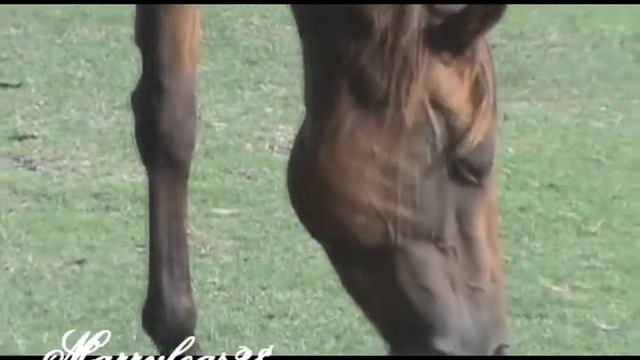 Marrylegs28's Videogallery 535 Subscribers смотреть онлайн