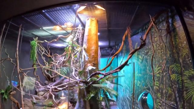 Cairns Aquarium walkthrough using the new GoPro HERO11 Black смотреть онлайн