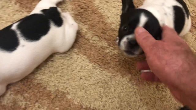 Французские бульдоги подозреваются в совершении мокрого дела 