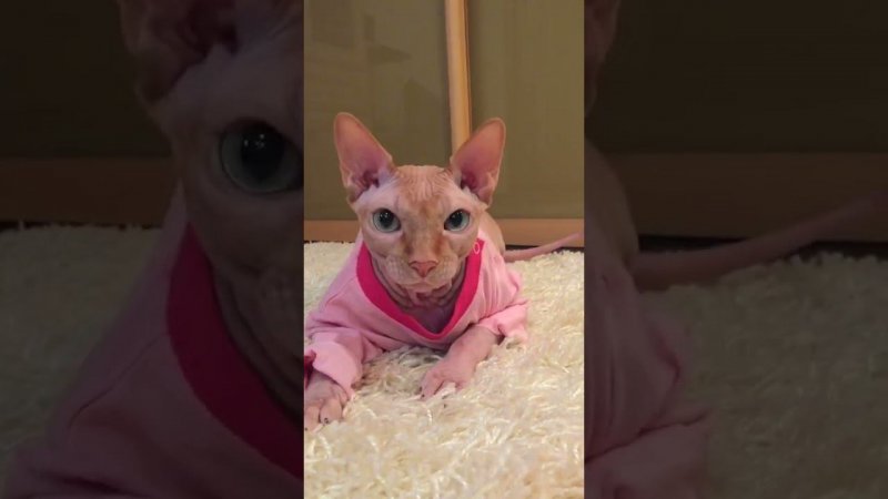 Канадский сфинкс  Фараон #canadiansphynx #sphinxcat #cat #cute #cutecat #канадскийсфинкс