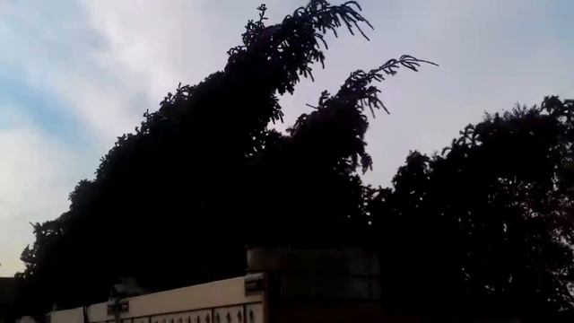 Куда везет елку летом? Меняют ландшафт? смотреть онлайн