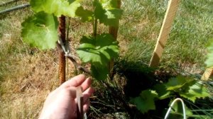 ФОРМИРОВКА МОЛОДОГО КУСТА ВИНОГРАДА 1 по 5 год