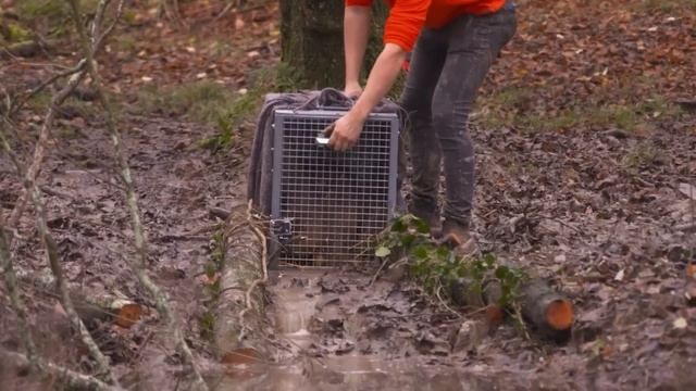 Animals Being FREED For The First Time! смотреть онлайн