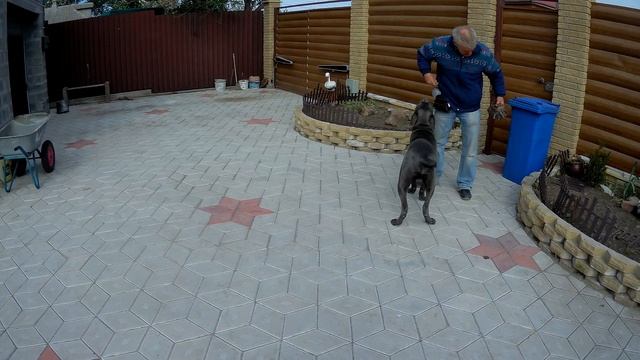 Кане-корсо "Грей" 10м.аппорьировка игрушки смотреть онлайн