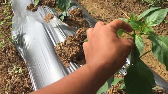 Paano magpabunga at magpruning sa Sili | Lahat ng klase ng Sili смотреть онлайн