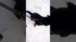 Как работает строгий ошейник???