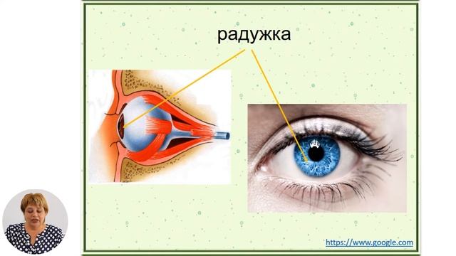Познание мира, 4-й класс, Орган зрения
