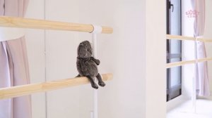 Открытие школы балета "Балет с 2 лет" в Московском районе Санкт-Петербурга