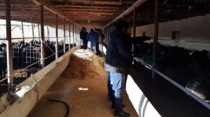 Откорм баранов как бизнес. Анвар Рустемов +77017224679(ватцап)