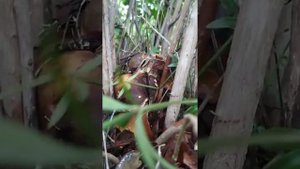 Porcino nero Aereus al mirto!!!🤩😋 Sardegna Novembre 2021