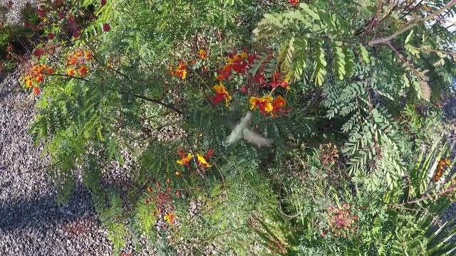 Red Bird of Paradise Plant with Birds. Красная райская птица Растение с птицами. смотреть онлайн